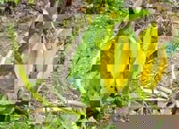 American Skunk Cabbage (Lysichiton americanus) - © Crown Copyright 2009 GBNNSS