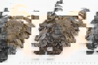 Chinese Mitten Crab (Eriocheir sinensis) - © Crown Copyright 2009 The Food and Environment Research Agency (FERA)