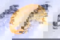 Killer Shrimp (Dikerogammarus villosus) - © Copyright Environment Agency