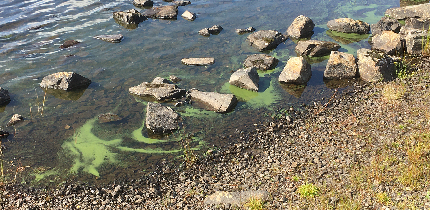 Loch Tarff Algae