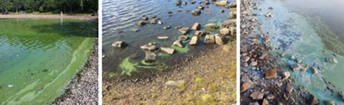 3 pictures of green colouring in water